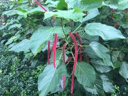 Image of chenille plant