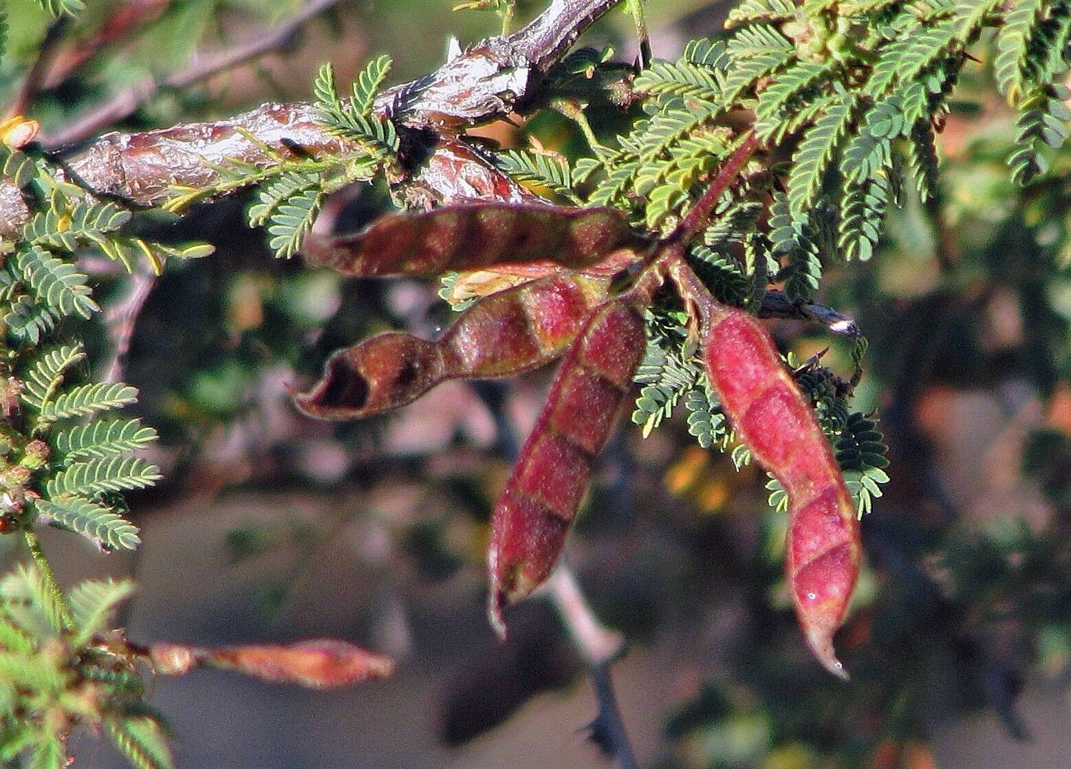 Image of Mimosa farinosa Griseb.