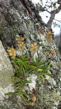 Imagem de Polystachya humbertii H. Perrier