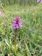 Image of Dactylorhiza grandis (Druce) P. F. Hunt