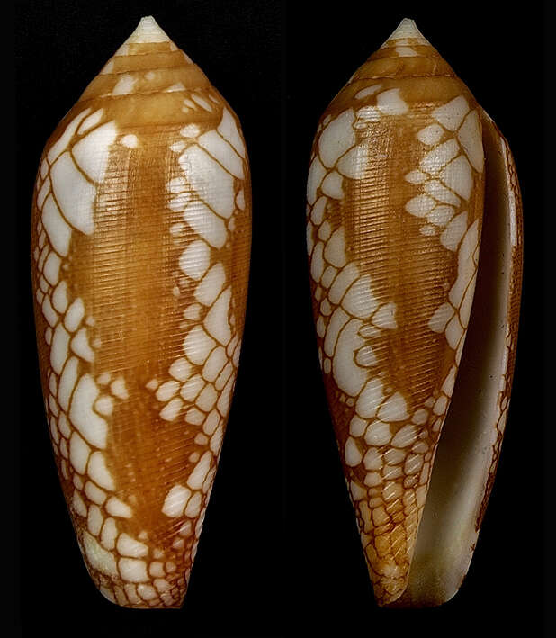 Image of Conus auratinus da Motta 1982