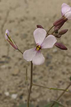 Слика од Moricandia foetida Bourg.