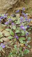 Image of Ajuga decumbens Thunb.