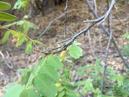 Amorpha californica var. californica的圖片