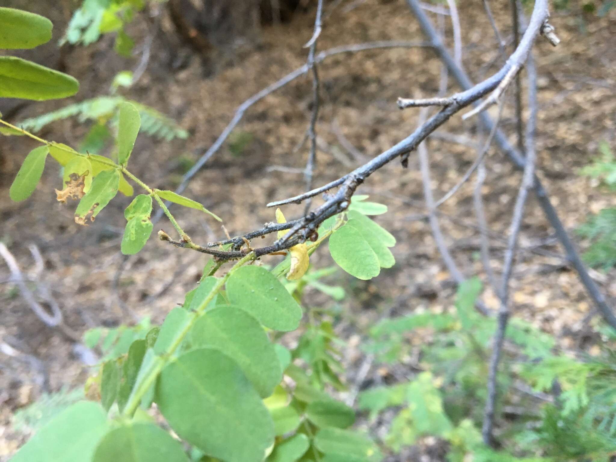 Amorpha californica var. californica的圖片