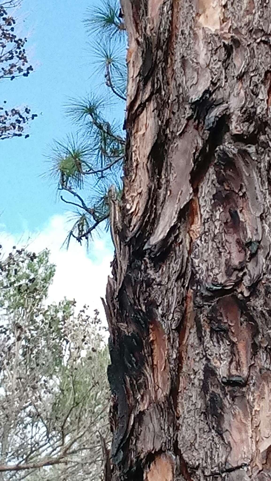 Image of Florida Scrub Lizard