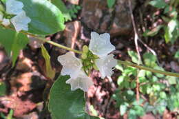 Слика од Jacquemontia nodiflora (Desr.) G. Don