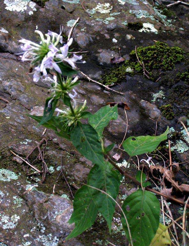 Image of Purple ribbon bush