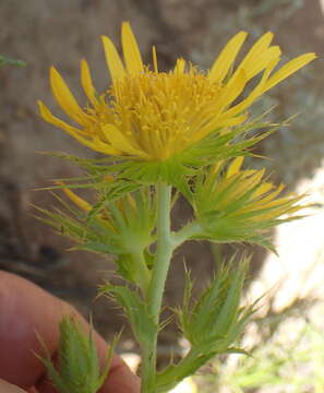 Image of Berkheya carlinoides (Vahl) Willd.