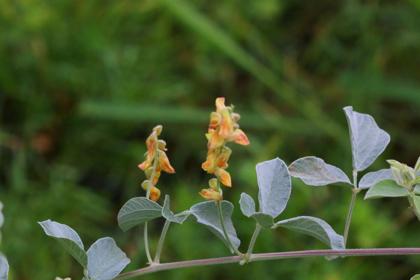 Image de Rhynchosia albissima Gand.