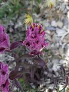 Image of elegant Indian paintbrush