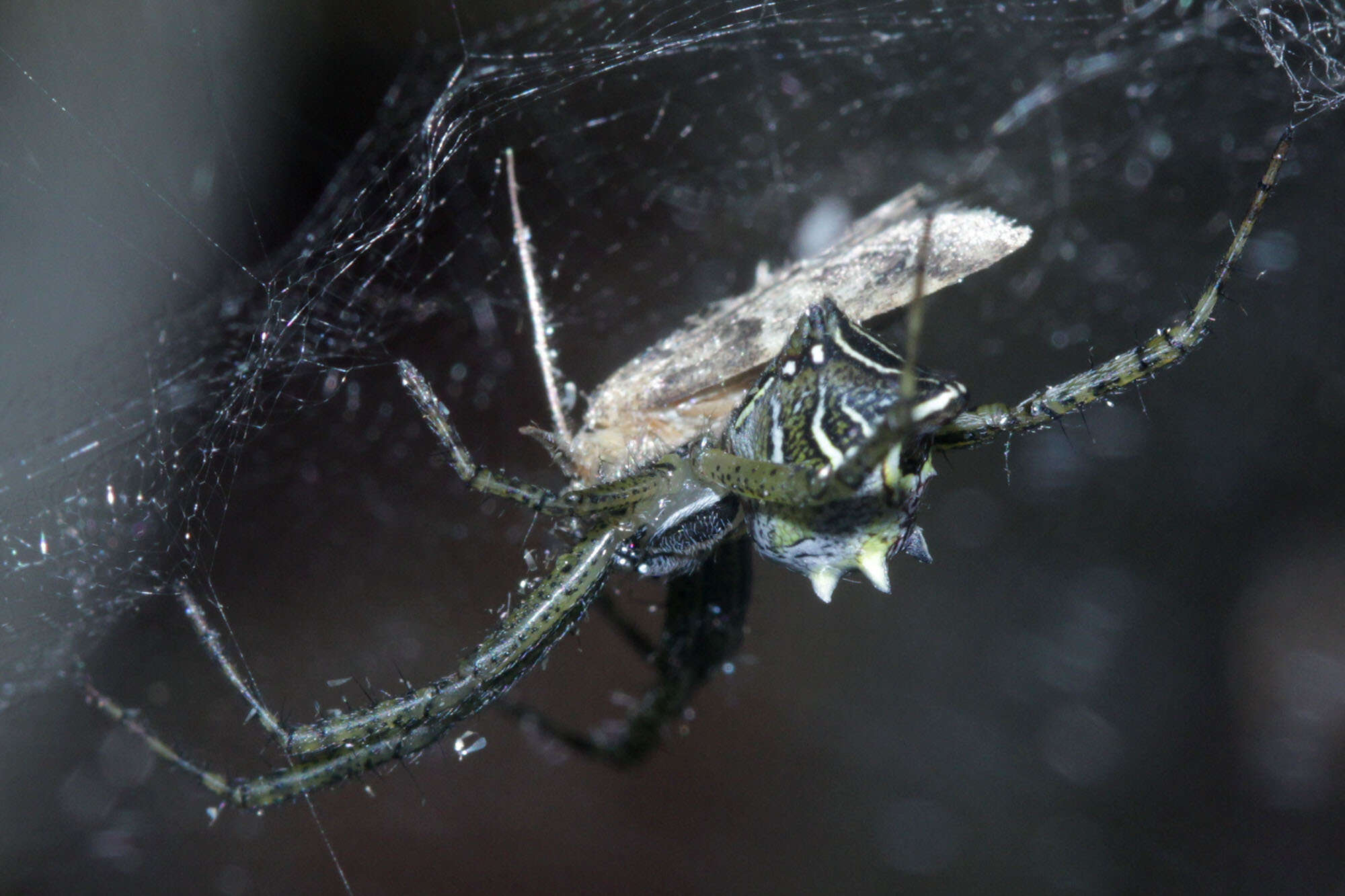 Image of Cyrtophora cicatrosa (Stoliczka 1869)