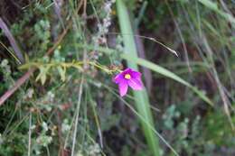 Imagem de Chironia melampyrifolia Lam.