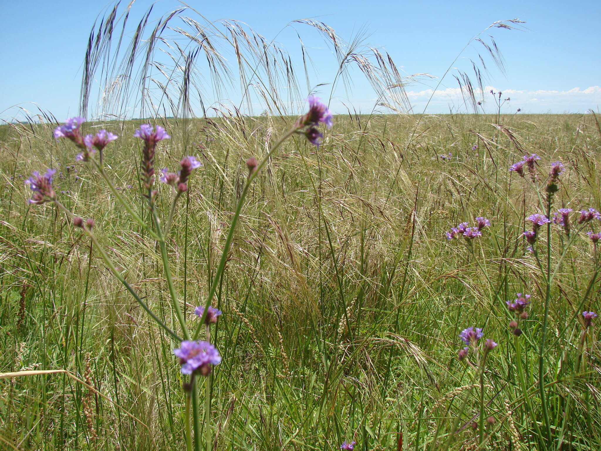 Plancia ëd Verbena litoralis Kunth