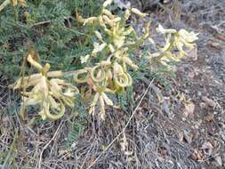 Image of curvepod milkvetch