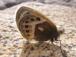 Image of Vaucher's Heath