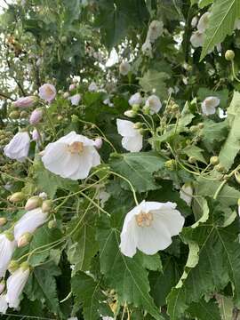 Corynabutilon vitifolium (Cav.) Kearney resmi