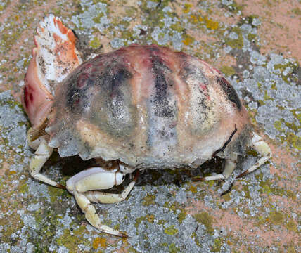 Image of Mediterranean shame-faced crab