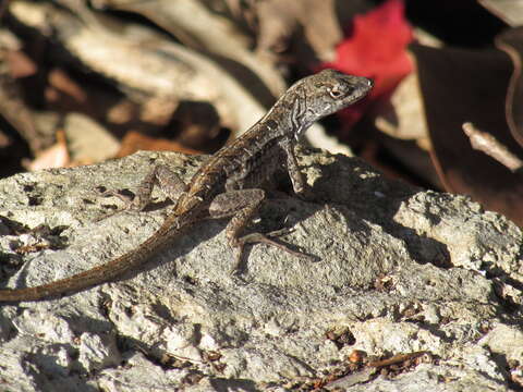 Image of Bahaman brown anole