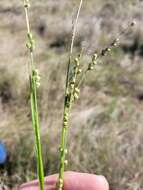 Plancia ëd Setaria globoidea (Domin) R. D. Webster