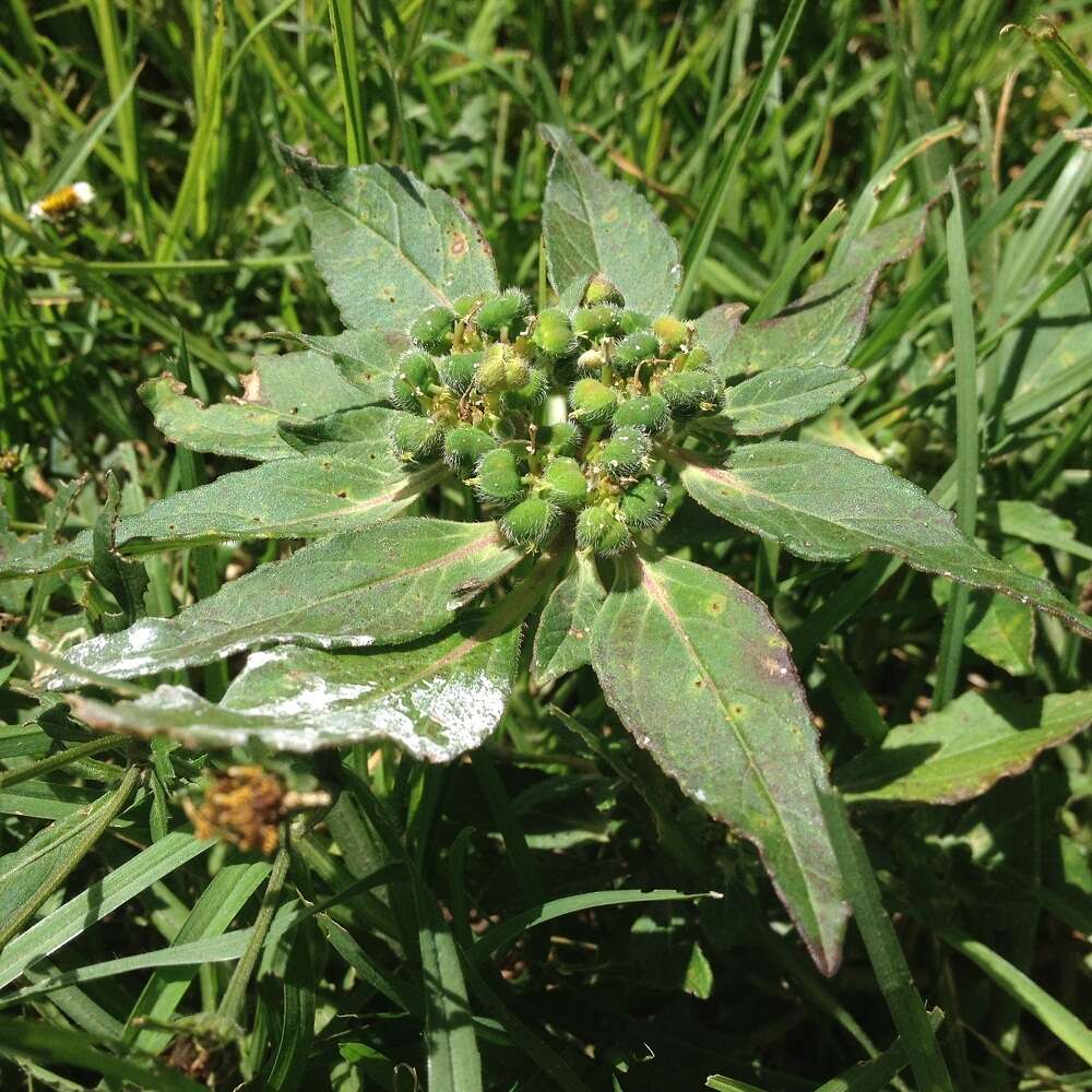 Euphorbia cuphosperma (Engelm.) Boiss. resmi