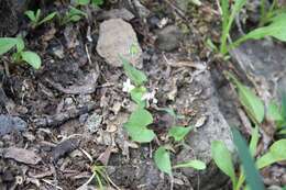 Imagem de Viola canadensis var. scopulorum A. Gray