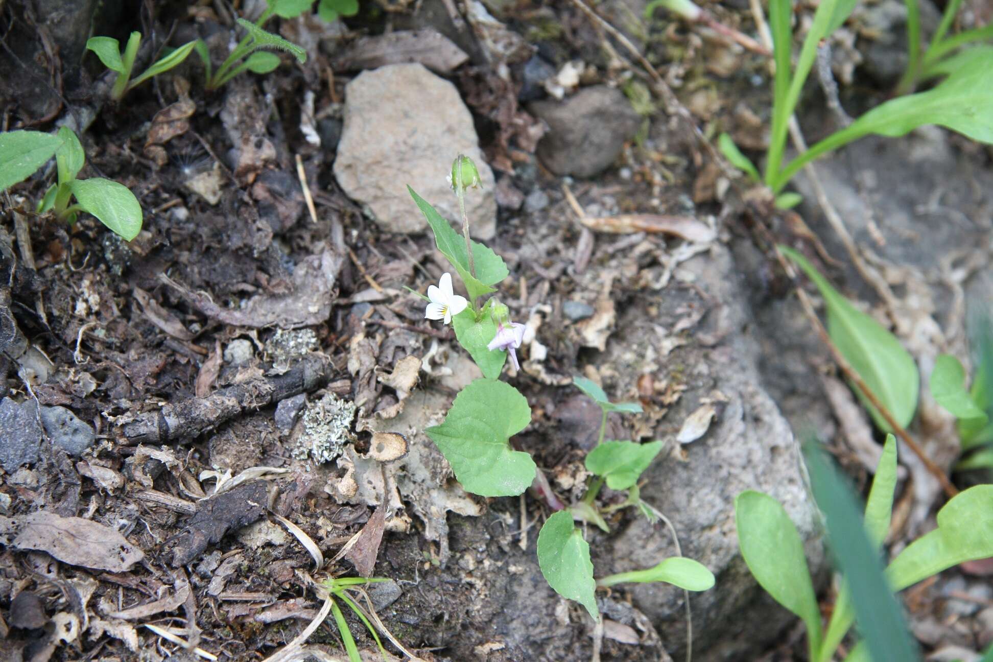 Image of Canadian white violet