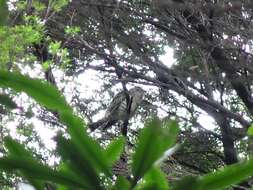 Image of Shining Bronze Cuckoo