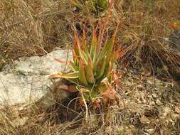 Image of Pretoria aloe