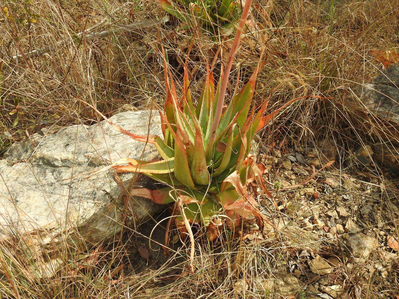 Image of Pretoria aloe