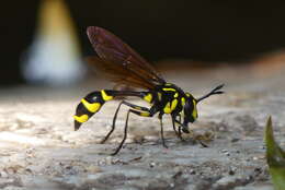 Image of Monoceromyia trinotata (Meijere 1904)