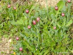 Imagem de Platycapnos spicata (L.) Bernh.