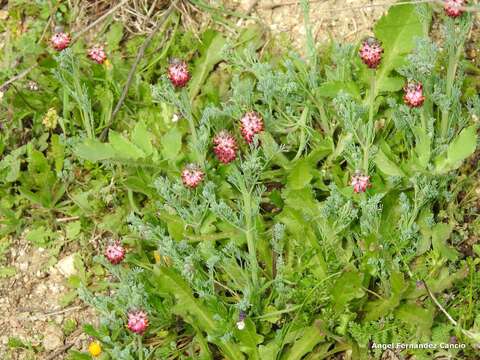 Imagem de Platycapnos spicata (L.) Bernh.