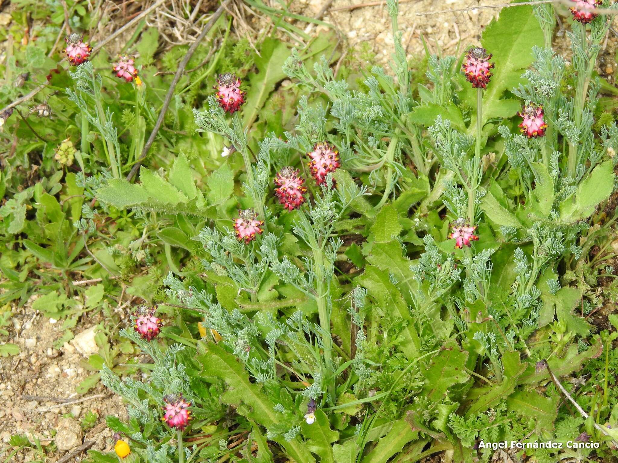 Image of Platycapnos spicata (L.) Bernh.