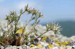 Image of Minuartia glomerata (M. Bieb.) Degen