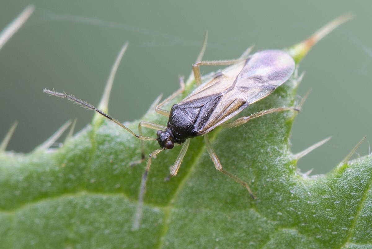 Image of Bryocoris