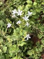 Image of wild leadwort