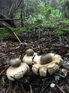 Image of Sessile Earthstar