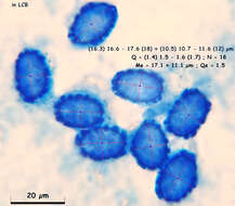 Scutellinia pennsylvanica (Seaver) Denison 1961 resmi