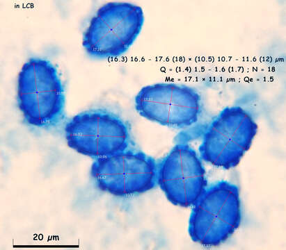 Image of Scutellinia pennsylvanica (Seaver) Denison 1961