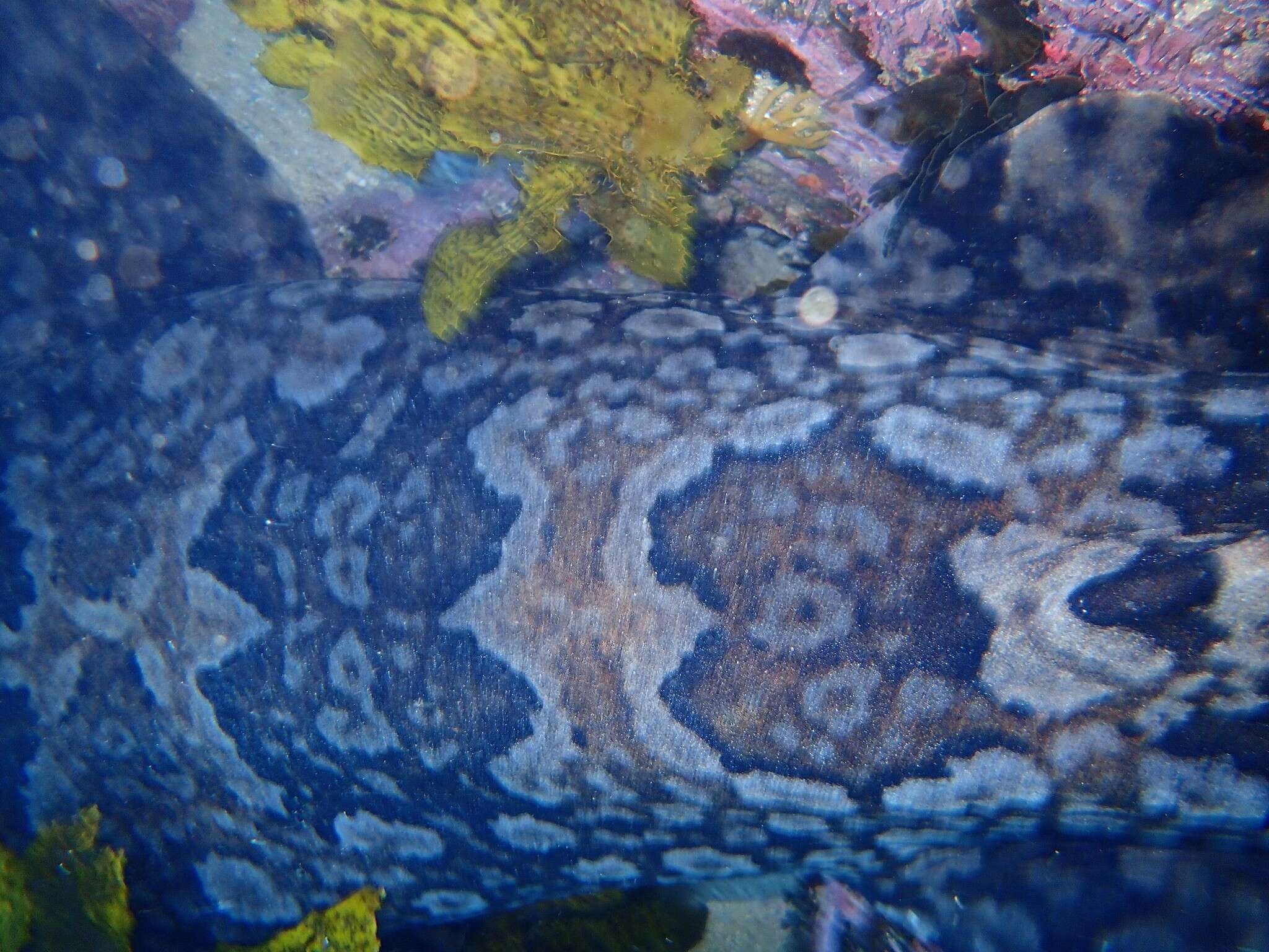 Image of Banded Wobbegong