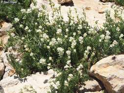 Image of Galium incanum Sm.