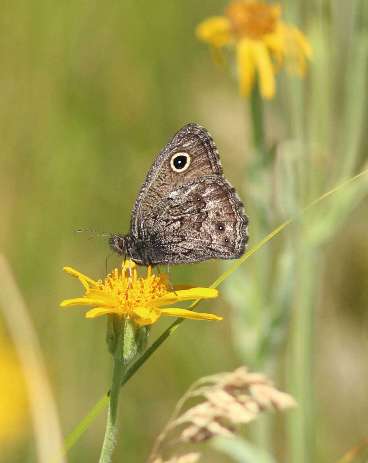 Image of Small Wood Nymph