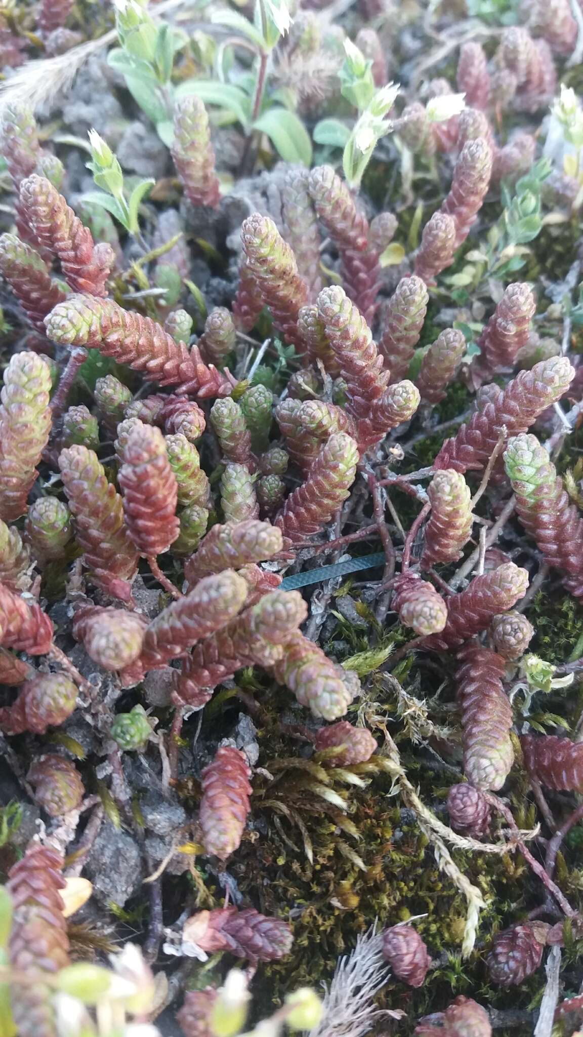 Слика од Sedum sexangulare L.