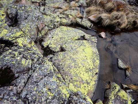 Image of Yellow map lichen;   World map lichen