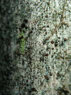 Image of needle lichen