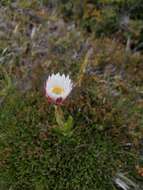 Plancia ëd Xerochrysum milliganii (Hook. fil.) Paul G. Wilson