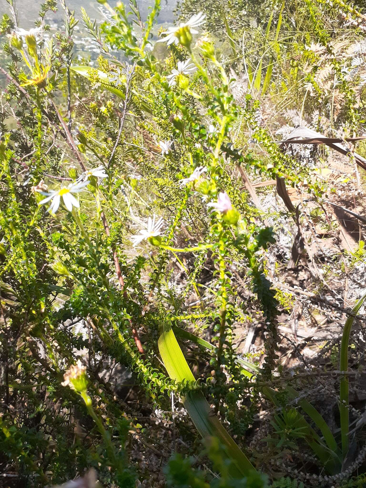 Image of Polyarrhena reflexa subsp. reflexa