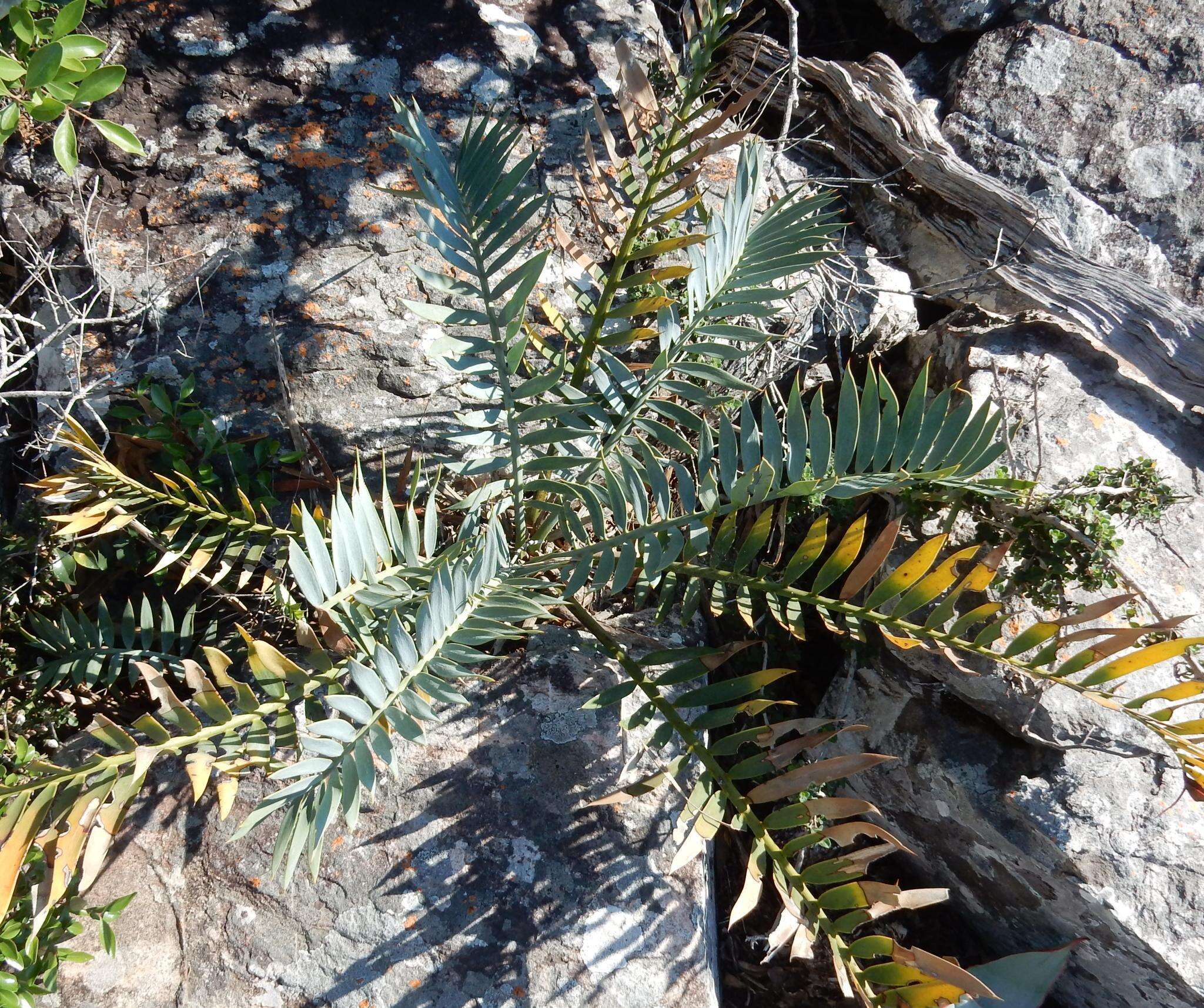 Image of Bushman's River Cycad