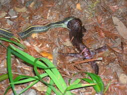 Image of California Giant Salamander